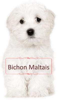 la maison du morkie elevage chien bichon maltais accueil 2-min